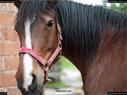 Dateiname=Horseworld_12.jpg
Dateigröße=188KB
Abmessungen: 1199x900
hinzugefügt am: 08. Oktober 2017 Horseworld_12.jpg