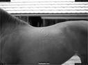 Dateiname=Horseworld_14.jpg
Dateigröße=142KB
Abmessungen: 1199x900
hinzugefügt am: 08. Oktober 2017 Horseworld_14.jpg