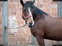 Dateiname=Horseworld_18.jpg
Dateigröße=198KB
Abmessungen: 1199x900
hinzugefügt am: 08. Oktober 2017 Horseworld_18.jpg
