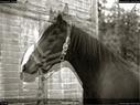 Dateiname=Horseworld_19.jpg
Dateigröße=172KB
Abmessungen: 1199x900
hinzugefügt am: 08. Oktober 2017 Horseworld_19.jpg