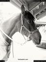 Dateiname=Horseworld_44.jpg
Dateigröße=108KB
Abmessungen: 676x900
hinzugefügt am: 08. Oktober 2017 Horseworld_44.jpg