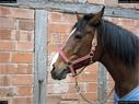 Dateiname=Horseworld_58.jpg
Dateigröße=317KB
Abmessungen: 1199x900
hinzugefügt am: 08. Oktober 2017 Horseworld_58.jpg