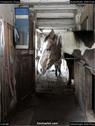 Dateiname=Horseworld_59.jpg
Dateigröße=107KB
Abmessungen: 676x900
hinzugefügt am: 08. Oktober 2017 Horseworld_59.jpg