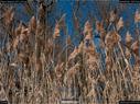 Dateiname=Nature_Seasons_2017_031.jpg
Dateigröße=383KB
Abmessungen: 1199x900
hinzugefügt am: 31. Dezember 2017 Nature_Seasons_2017_031.jpg