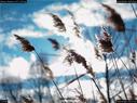 Dateiname=Nature_Seasons_2017_037.jpg
Dateigröße=155KB
Abmessungen: 1199x900
hinzugefügt am: 31. Dezember 2017 Nature_Seasons_2017_037.jpg