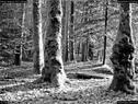 Dateiname=Nature_Seasons_2017_043.jpg
Dateigröße=350KB
Abmessungen: 1198x900
hinzugefügt am: 31. Dezember 2017 Nature_Seasons_2017_043.jpg