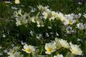 Dateiname=Nature_Seasons_2017_062.jpg
Dateigröße=280KB
Abmessungen: 1349x900
hinzugefügt am: 31. Dezember 2017 Nature_Seasons_2017_062.jpg