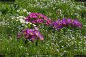 Dateiname=Nature_Seasons_2017_064.jpg
Dateigröße=508KB
Abmessungen: 1349x900
hinzugefügt am: 31. Dezember 2017 Nature_Seasons_2017_064.jpg