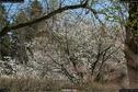 Dateiname=Nature_Seasons_2017_073.jpg
Dateigröße=593KB
Abmessungen: 1349x900
hinzugefügt am: 31. Dezember 2017 Nature_Seasons_2017_073.jpg