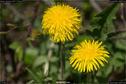 Dateiname=Nature_Seasons_2017_075.jpg
Dateigröße=159KB
Abmessungen: 1349x900
hinzugefügt am: 31. Dezember 2017 Nature_Seasons_2017_075.jpg