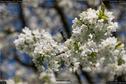 Dateiname=Nature_Seasons_2017_077.jpg
Dateigröße=179KB
Abmessungen: 1349x900
hinzugefügt am: 31. Dezember 2017 Nature_Seasons_2017_077.jpg