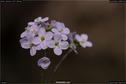 Dateiname=Nature_Seasons_2017_082.jpg
Dateigröße=73KB
Abmessungen: 1349x900
hinzugefügt am: 31. Dezember 2017 Nature_Seasons_2017_082.jpg