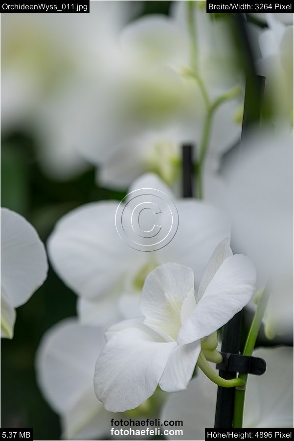 OrchideenWyss_011.jpg
