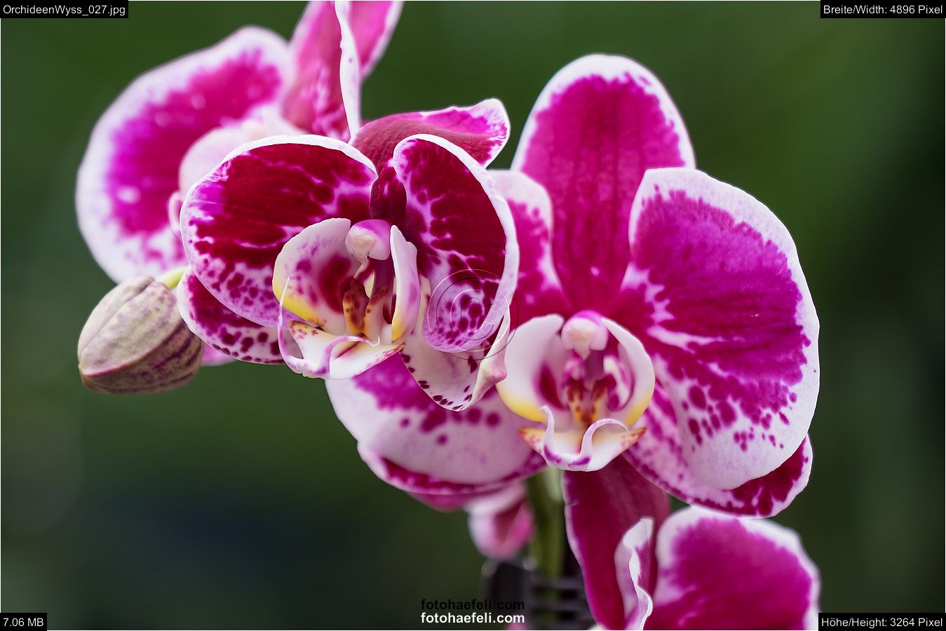 OrchideenWyss_027.jpg