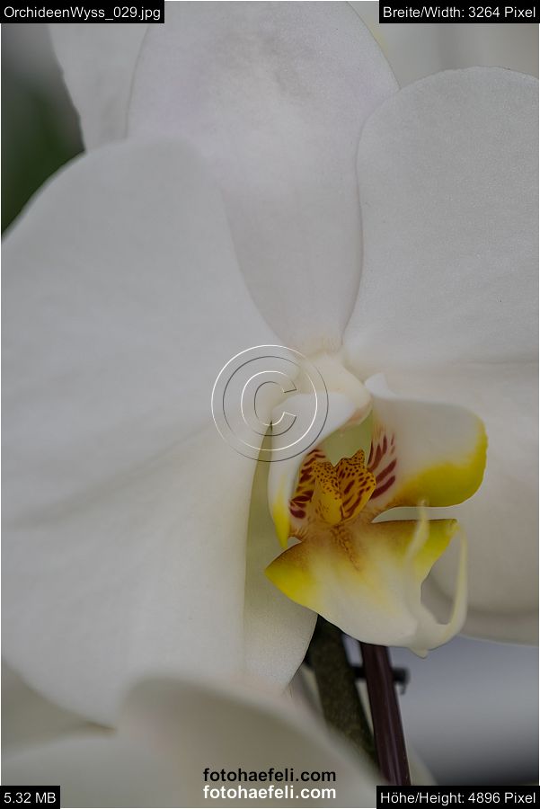 OrchideenWyss_029.jpg