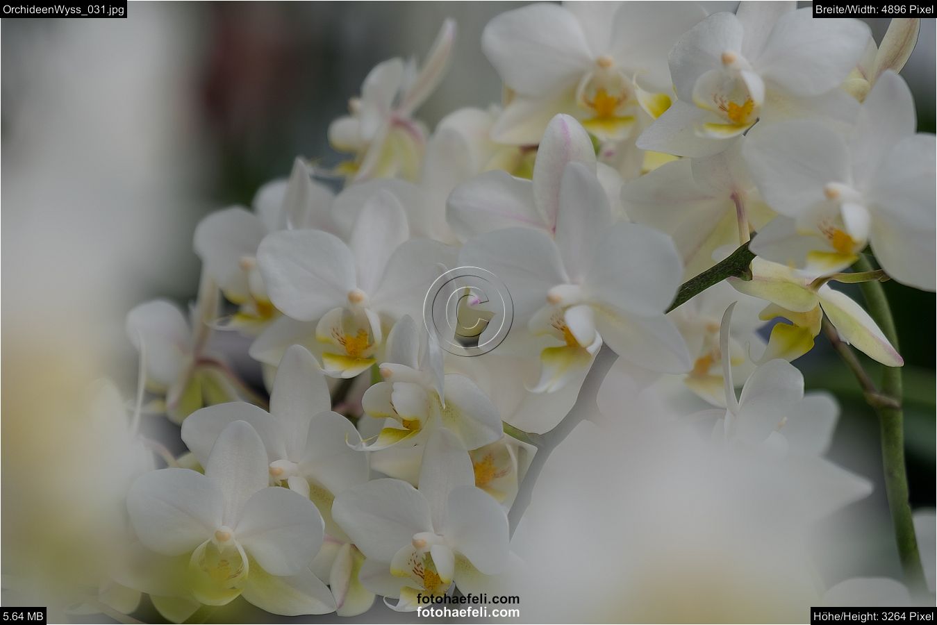 OrchideenWyss_031.jpg