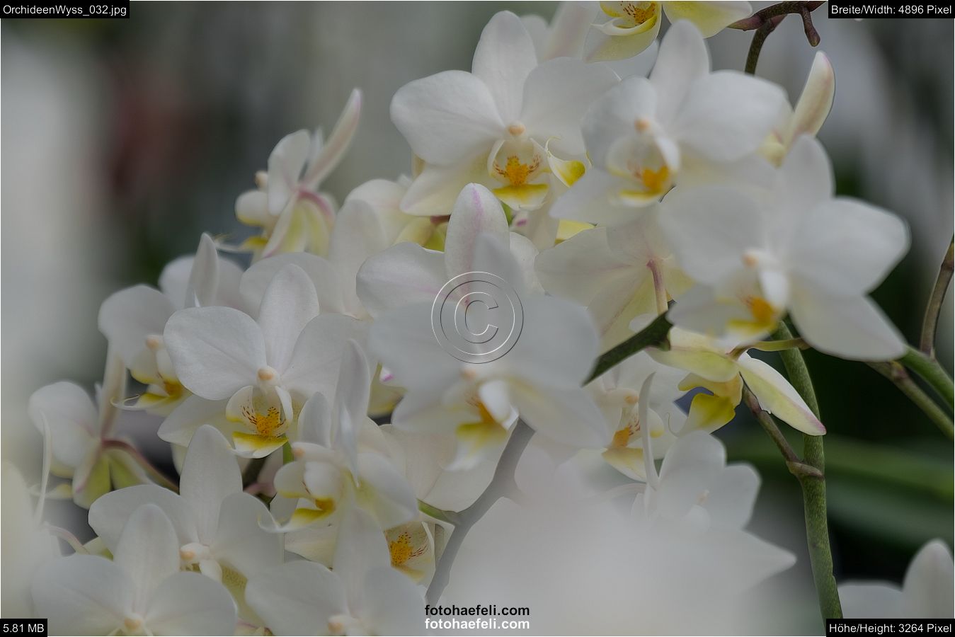 OrchideenWyss_032.jpg