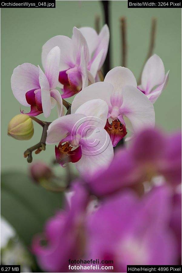 OrchideenWyss_048.jpg
