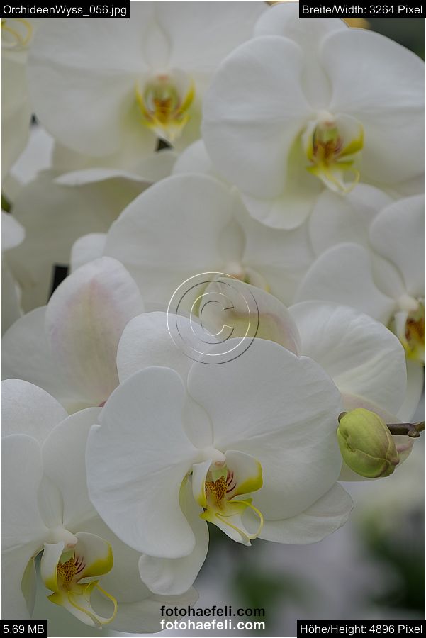 OrchideenWyss_056.jpg