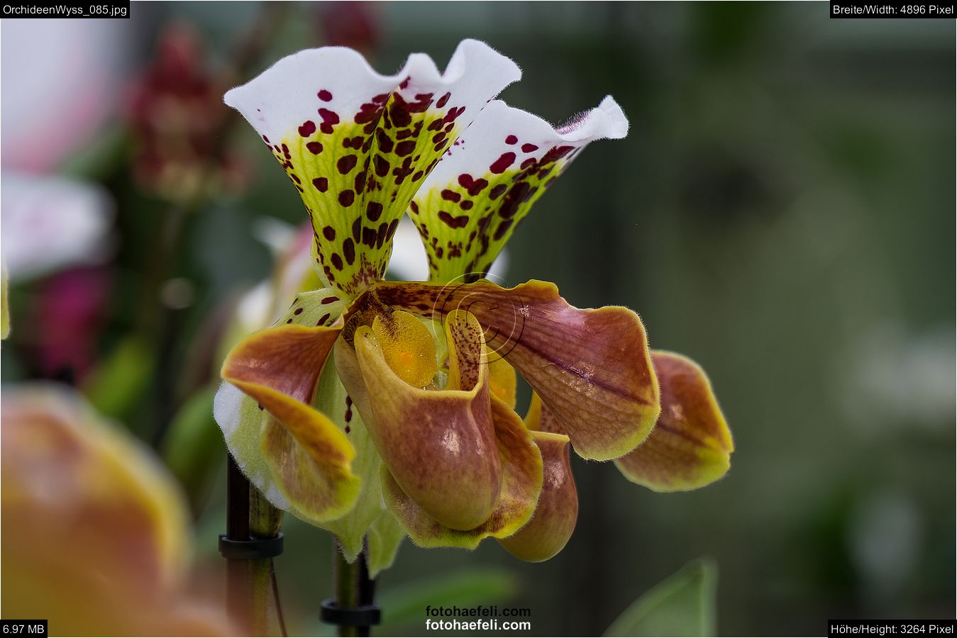 OrchideenWyss_085.jpg