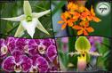 Dateiname=OrchideenWyss_001.jpg
Dateigröße=250KB
Abmessungen: 1383x900
hinzugefügt am: 03. Februar 2018 OrchideenWyss_001.jpg