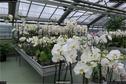 Dateiname=OrchideenWyss_005.jpg
Dateigröße=340KB
Abmessungen: 1349x900
hinzugefügt am: 03. Februar 2018 OrchideenWyss_005.jpg