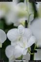 Dateiname=OrchideenWyss_011.jpg
Dateigröße=47KB
Abmessungen: 601x900
hinzugefügt am: 03. Februar 2018 OrchideenWyss_011.jpg