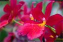 Dateiname=OrchideenWyss_012.jpg
Dateigröße=111KB
Abmessungen: 1349x900
hinzugefügt am: 03. Februar 2018 OrchideenWyss_012.jpg