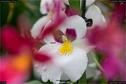 Dateiname=OrchideenWyss_013.jpg
Dateigröße=96KB
Abmessungen: 1349x900
hinzugefügt am: 03. Februar 2018 OrchideenWyss_013.jpg