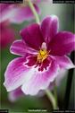 Dateiname=OrchideenWyss_014.jpg
Dateigröße=65KB
Abmessungen: 601x900
hinzugefügt am: 03. Februar 2018 OrchideenWyss_014.jpg