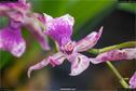 Dateiname=OrchideenWyss_015.jpg
Dateigröße=110KB
Abmessungen: 1349x900
hinzugefügt am: 03. Februar 2018 OrchideenWyss_015.jpg