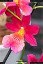 Dateiname=OrchideenWyss_016.jpg
Dateigröße=79KB
Abmessungen: 601x900
hinzugefügt am: 03. Februar 2018 OrchideenWyss_016.jpg