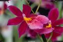 Dateiname=OrchideenWyss_018.jpg
Dateigröße=118KB
Abmessungen: 1349x900
hinzugefügt am: 03. Februar 2018 OrchideenWyss_018.jpg