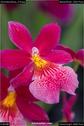 Dateiname=OrchideenWyss_019.jpg
Dateigröße=72KB
Abmessungen: 601x900
hinzugefügt am: 03. Februar 2018 OrchideenWyss_019.jpg