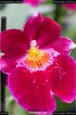 Dateiname=OrchideenWyss_020.jpg
Dateigröße=80KB
Abmessungen: 601x900
hinzugefügt am: 03. Februar 2018 OrchideenWyss_020.jpg