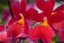 Dateiname=OrchideenWyss_021.jpg
Dateigröße=136KB
Abmessungen: 1349x900
hinzugefügt am: 03. Februar 2018 OrchideenWyss_021.jpg