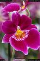 Dateiname=OrchideenWyss_022.jpg
Dateigröße=74KB
Abmessungen: 601x900
hinzugefügt am: 03. Februar 2018 OrchideenWyss_022.jpg