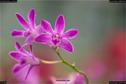 Dateiname=OrchideenWyss_024.jpg
Dateigröße=88KB
Abmessungen: 1349x900
hinzugefügt am: 03. Februar 2018 OrchideenWyss_024.jpg