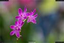 Dateiname=OrchideenWyss_026.jpg
Dateigröße=84KB
Abmessungen: 1349x900
hinzugefügt am: 03. Februar 2018 OrchideenWyss_026.jpg