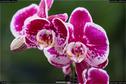 Dateiname=OrchideenWyss_027.jpg
Dateigröße=132KB
Abmessungen: 1349x900
hinzugefügt am: 03. Februar 2018 OrchideenWyss_027.jpg