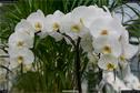 Dateiname=OrchideenWyss_028.jpg
Dateigröße=154KB
Abmessungen: 1349x900
hinzugefügt am: 03. Februar 2018 OrchideenWyss_028.jpg