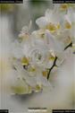 Dateiname=OrchideenWyss_030.jpg
Dateigröße=50KB
Abmessungen: 601x900
hinzugefügt am: 03. Februar 2018 OrchideenWyss_030.jpg