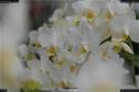 Dateiname=OrchideenWyss_031.jpg
Dateigröße=90KB
Abmessungen: 1349x900
hinzugefügt am: 03. Februar 2018 OrchideenWyss_031.jpg