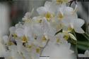 Dateiname=OrchideenWyss_032.jpg
Dateigröße=96KB
Abmessungen: 1349x900
hinzugefügt am: 03. Februar 2018 OrchideenWyss_032.jpg