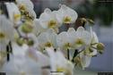 Dateiname=OrchideenWyss_033.jpg
Dateigröße=100KB
Abmessungen: 1349x900
hinzugefügt am: 03. Februar 2018 OrchideenWyss_033.jpg