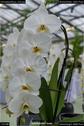 Dateiname=OrchideenWyss_034.jpg
Dateigröße=78KB
Abmessungen: 601x900
hinzugefügt am: 03. Februar 2018 OrchideenWyss_034.jpg