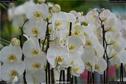 Dateiname=OrchideenWyss_035.jpg
Dateigröße=130KB
Abmessungen: 1349x900
hinzugefügt am: 03. Februar 2018 OrchideenWyss_035.jpg