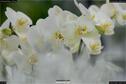 Dateiname=OrchideenWyss_038.jpg
Dateigröße=87KB
Abmessungen: 1349x900
hinzugefügt am: 03. Februar 2018 OrchideenWyss_038.jpg