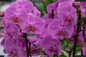 Dateiname=OrchideenWyss_039.jpg
Dateigröße=177KB
Abmessungen: 1349x900
hinzugefügt am: 03. Februar 2018 OrchideenWyss_039.jpg