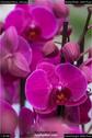 Dateiname=OrchideenWyss_040.jpg
Dateigröße=74KB
Abmessungen: 601x900
hinzugefügt am: 03. Februar 2018 OrchideenWyss_040.jpg